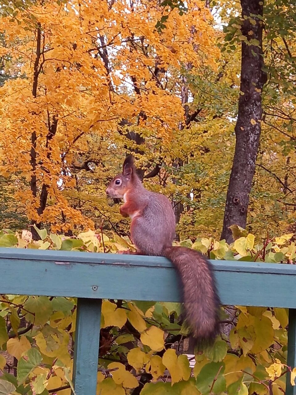 Гостевой дом Алла Петергоф-10