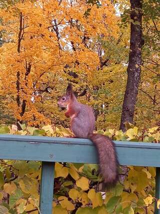 Гостевой дом Алла Петергоф-6